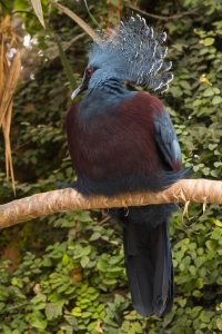 Goura de Victoria, Pigeon couronné